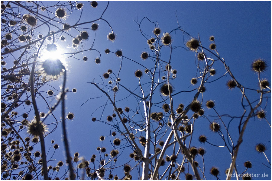 Stacheln vor Blau