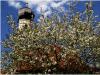 Kirchblüten